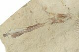 Bargain, Cretaceous Ray (Cyclobatis) - Hakel, Lebanon #200635-3